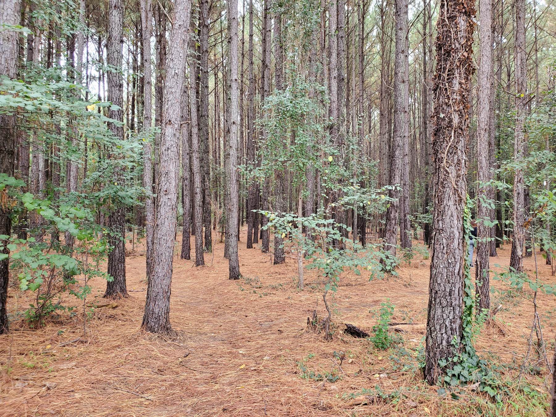 A calm forest