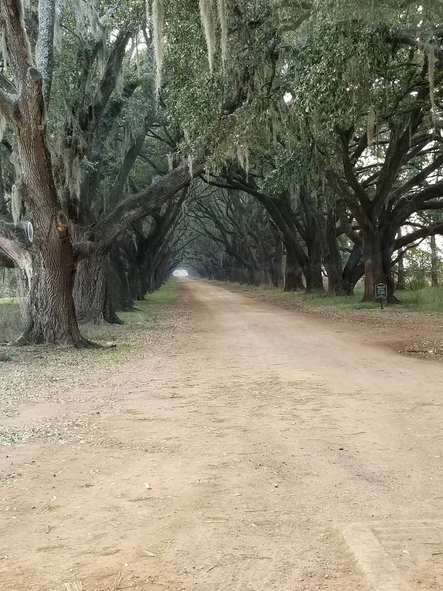 A tree-lined path